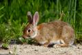 Conejo de campo (Oryctolagus cuniculus)