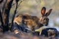 Conejo de campo (Oryctolagus cuniculus)