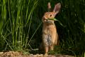 Conejo de campo (Oryctolagus cuniculus)