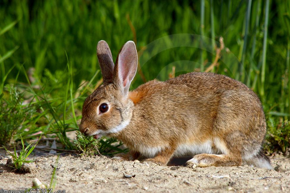 Manuel Cruz Fotógrafo Conejo de campo Oryctolagus cuniculus