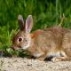 Descripción: Conejo de campo (Oryctolagus cuniculus)