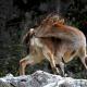 Descripción: Cabra montesa (Capra pyrenaica)