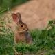 Descripción: Conejo de campo (Oryctolagus cuniculus)