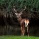 Descripción: Ciervo rojo (Cervus elaphus)