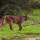 Descripción: Lince ibérico (Lynx pardinus)