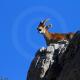 Descripción: Cabra montesa (Capra pyrenaica)