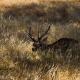 Descripción: Ciervo rojo (Cervus elaphus)