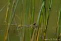 Rana verde común (Pelophylax perezi)