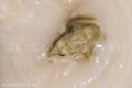Rana verde común (Pelophylax perezi)