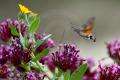 Esfinge colibrí (Macroglossum stellatarum)