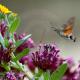 Descripción: Esfinge colibrí (Macroglossum stellatarum)